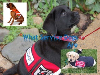 *What Service Dogs
Are
 