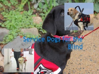 *Service Dogs for the
Blind
 