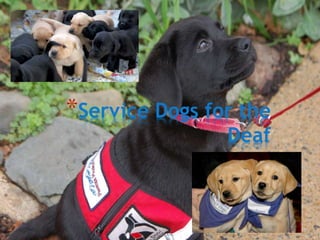 *Service Dogs for the
Deaf
 