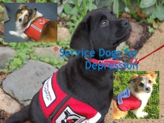*Service Dogs for
Depression
 