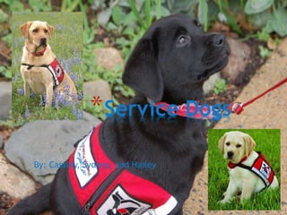 By: Cassidy, Sydney, and Hailey
*Service Dogs
 