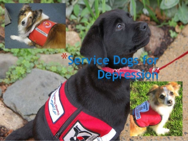 service dogs for depression service dogs service dogs for depression service dogs