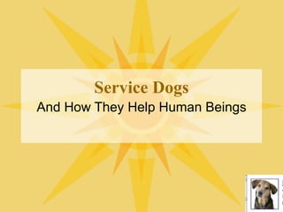 Service Dogs And How They Help Human Beings 