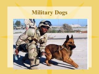 Military Dogs 