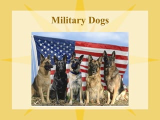 Military Dogs 