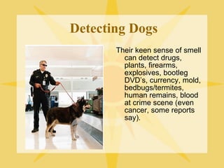 Detecting Dogs Their keen sense of smell can detect drugs, plants, firearms, explosives, bootleg DVD’s, currency, mold, bedbugs/termites, human remains, blood at crime scene (even cancer, some reports say). 