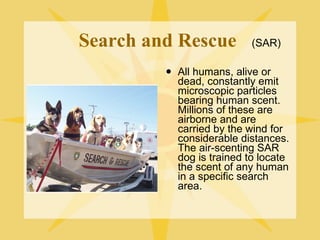 Search and Rescue  All humans, alive or dead, constantly emit microscopic particles bearing human scent. Millions of these are airborne and are carried by the wind for considerable distances. The air-scenting SAR dog is trained to locate the scent of any human in a specific search area. (SAR) 