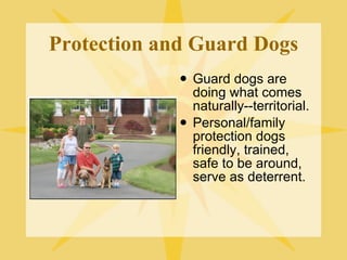 Protection and Guard Dogs Guard dogs are doing what comes naturally--territorial. Personal/family protection dogs friendly, trained, safe to be around, serve as deterrent. 