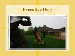 Executive Dogs 