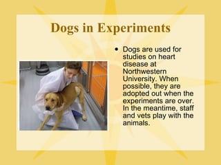 Dogs in Experiments Dogs are used for studies on heart disease at Northwestern University. When possible, they are adopted out when the experiments are over. In the meantime, staff and vets play with the animals. 