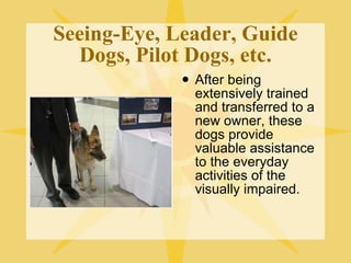 Seeing-Eye, Leader, Guide Dogs, Pilot Dogs, etc. After being extensively trained and transferred to a new owner, these dogs provide valuable assistance to the everyday activities of the visually impaired. 