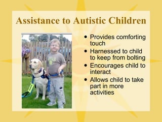 Assistance to Autistic Children Provides comforting touch Harnessed to child to keep from bolting Encourages child to interact Allows child to take part in more activities 