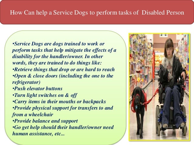 How Long Does Service Training For A Dog Take How Long Does Service Training For A Dog Take