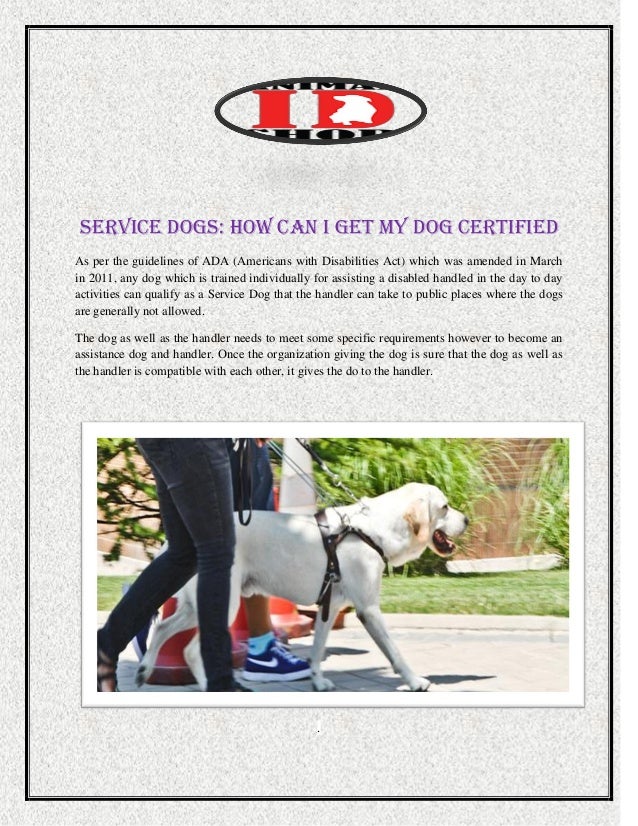 13 Unassuming How To Get A Dog Certified As A Service Dog Free