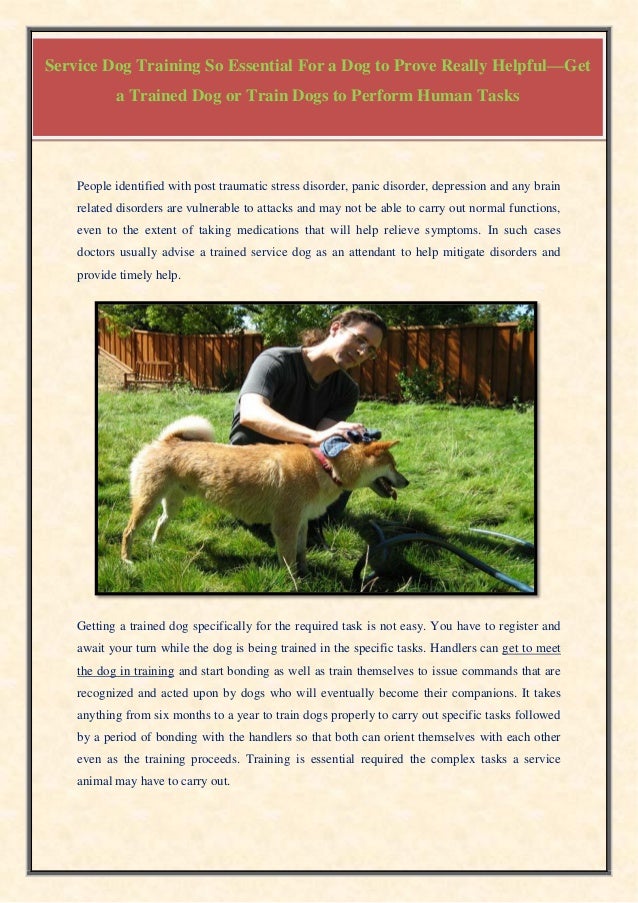 Service Dog Training So Essential For A Dog To Prove Really Helpful G