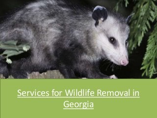 Services for Wildlife Removal in
Georgia
 