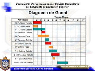 Diagrama de Gannt Tiempo (Meses) 1  2  3  4  5  6  7  8  9  10  11  12 Actividades 1-2 P. Tierra Tomate 1-3 P. Tierra Papa 1-4 P. Tierra Cebolla 5-8 Cultivar Tomate 6-9 Cultivar Papa 7-10 Cultivar Cebolla 8-11 Cosechar Tomate 9-11 Cosechar Papa 10-11 Cosechar Cebolla 2-5 Sembrar Tomate 3-6 Sembrar Papa 4-7 Sembrar Cebolla Excelencia Educativa Abierta al Pueblo Formulación de Proyectos para el Servicio Comunitario del Estudiante de Educación Superior   