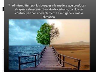  Al mismo tiempo, los bosques y la madera que producen
    atrapan y almacenan bióxido de carbono, con lo cual
    contribuyen considerablemente a mitigar el cambio
                        climático
 