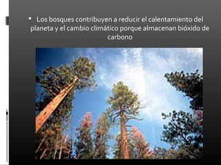  Los bosques contribuyen a reducir el calentamiento del
planeta y el cambio climático porque almacenan bióxido de
                         carbono
 