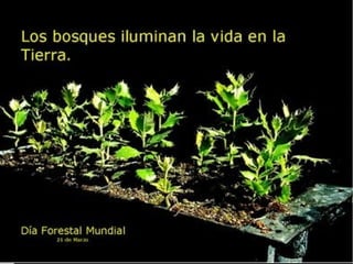 Servicios ambientales de los bosques