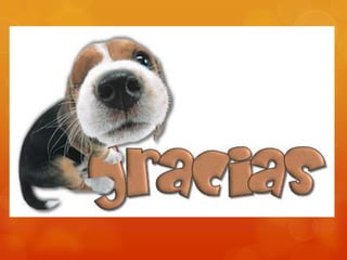 Servicios del internet