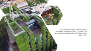 Las soluciones climáticas basadas en la
naturaleza pueden contribuir a alrededor de
un tercio de las reducciones de CO2 necesarias
para 2030.
 