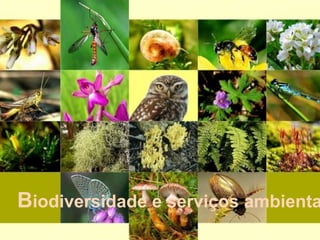 Biodiversidade e serviços ambienta
 