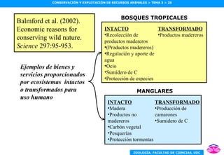 Balmford et al. (2002). Economic reasons for conserving wild nature.  Science  297:95-953. Ejemplos de bienes y servicios proporcionados por ecosistemas  intactos o transformados para uso humano INTACTO Recolección de productos madereros (Productos madereros) Regulación y aporte de agua Ocio Sumidero de C Protección de especies TRANSFORMADO Productos madereros BOSQUES TROPICALES INTACTO Madera Productos no madereros Carbón vegetal Pesquerías Protección tormentas TRANSFORMADO Producción de camarones Sumidero de C MANGLARES 