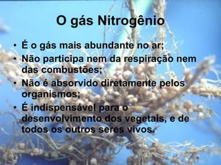 O gás Nitrogênio É o gás mais abundante no ar; Não participa nem da respiração nem das combustões; Não é absorvido diretamente pelos organismos; É indispensável para o desenvolvimento dos vegetais, e de todos os outros seres vivos. 