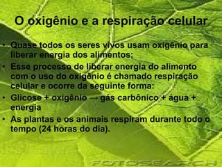 O oxigênio e a respiração celular Quase todos os seres vivos usam oxigênio para liberar energia dos alimentos; Esse processo de liberar energia do alimento com o uso do oxigênio é chamado respiração celular e ocorre da seguinte forma: Glicose + oxigênio  ->  gás carbônico + água + energia As plantas e os animais respiram durante todo o tempo (24 horas do dia). 