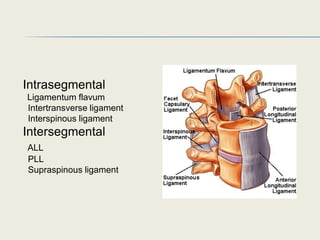 Intrasegmental
Ligamentum flavum
Intertransverse ligament
Interspinous ligament
Intersegmental
ALL
PLL
Supraspinous ligament
 
