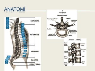 ANATOMĠ
 