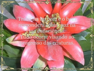 Trabalha no bem e o bem responderá com a paz na tua consciência. Tudo ocorre visando ao progresso das criaturas. 