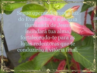 Segue operando com a luz do Evangelho, e a alegria iluminada de Jesus inundará tua alma, fortalecendo-te para as lutas redentoras que te conduzirão à vitória final. 