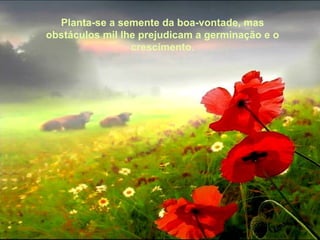 Planta-se a semente da boa-vontade, mas obstáculos mil lhe prejudicam a germinação e o crescimento. 