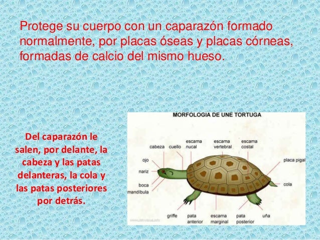 Tiene Un Caparazon Formado Por Placas