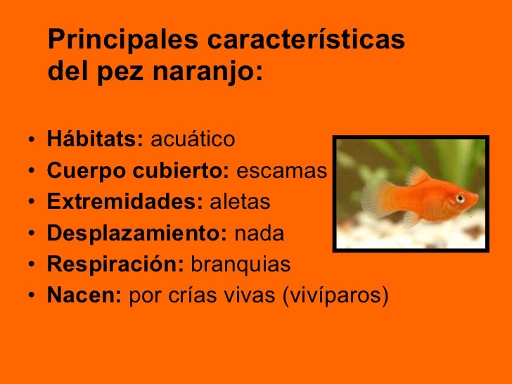 Ser vivo pez naranja[1] diagrama de pescado online 