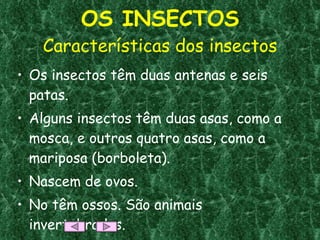 OS INSECTOS Características dos insectos Os insectos têm duas antenas e seis patas. Alguns insectos têm duas asas, como a mosca, e outros quatro asas, como a mariposa (borboleta). Nascem de ovos. No têm ossos. São animais invertebrados. 