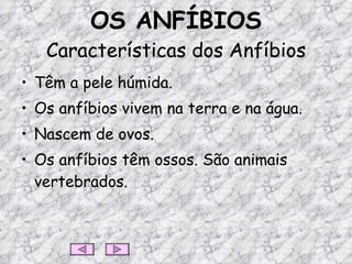 OS ANFÍBIOS Características dos Anfíbios Têm a pele húmida. Os anfíbios vivem na terra e na água. Nascem de ovos. Os anfíbios têm ossos. São animais vertebrados. 