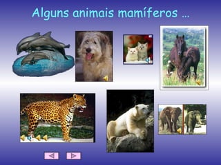 Alguns animais mamíferos … 