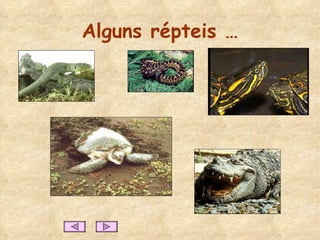 Alguns répteis … 