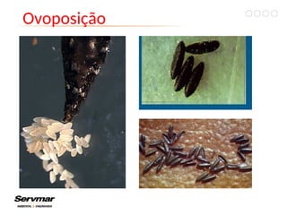 Ovoposição
 