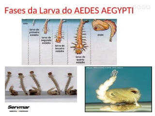 Fases da Larva do AEDES AEGYPTI
 