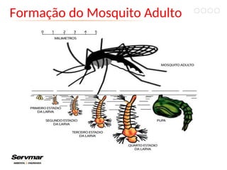 Formação do Mosquito Adulto
 