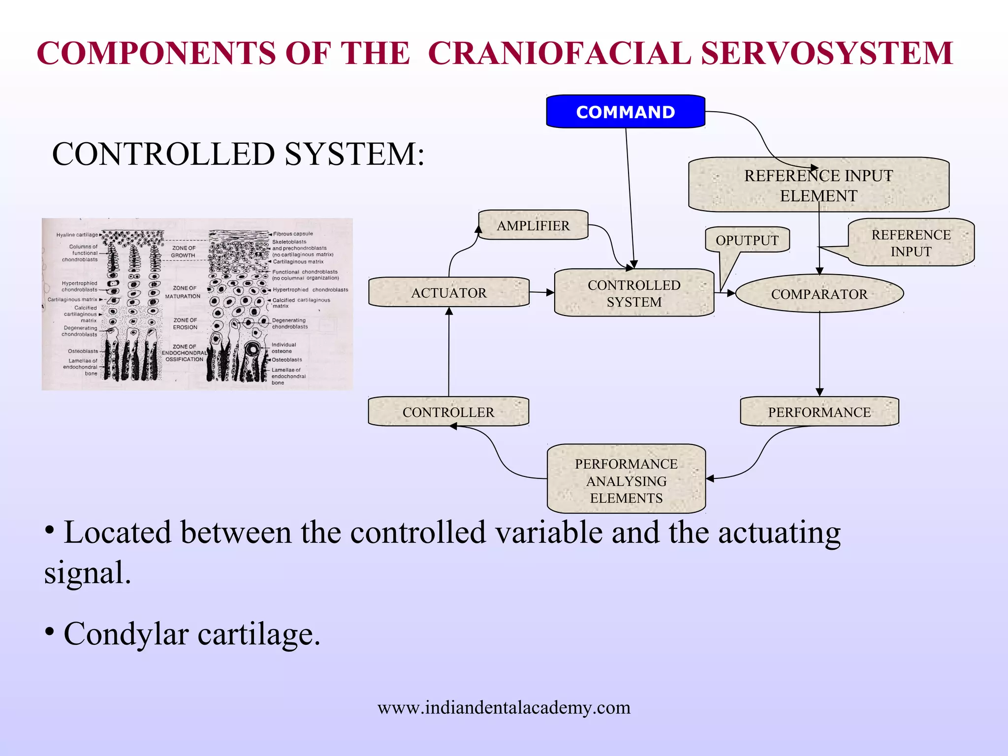 COMPONENTS OF THE CRANIOFACIAL SERVOSYSTEM
CONTROLLED SYSTEM:
• Located between the controlled variable and the actuating
signal.
• Condylar cartilage.
CONTROLLER
ACTUATOR
REFERENCE INPUT
ELEMENT
COMPARATOR
COMMAND
PERFORMANCE
ANALYSING
ELEMENTS
CONTROLLED
SYSTEM
PERFORMANCE
AMPLIFIER
REFERENCE
INPUT
OPUTPUT
www.indiandentalacademy.com
 