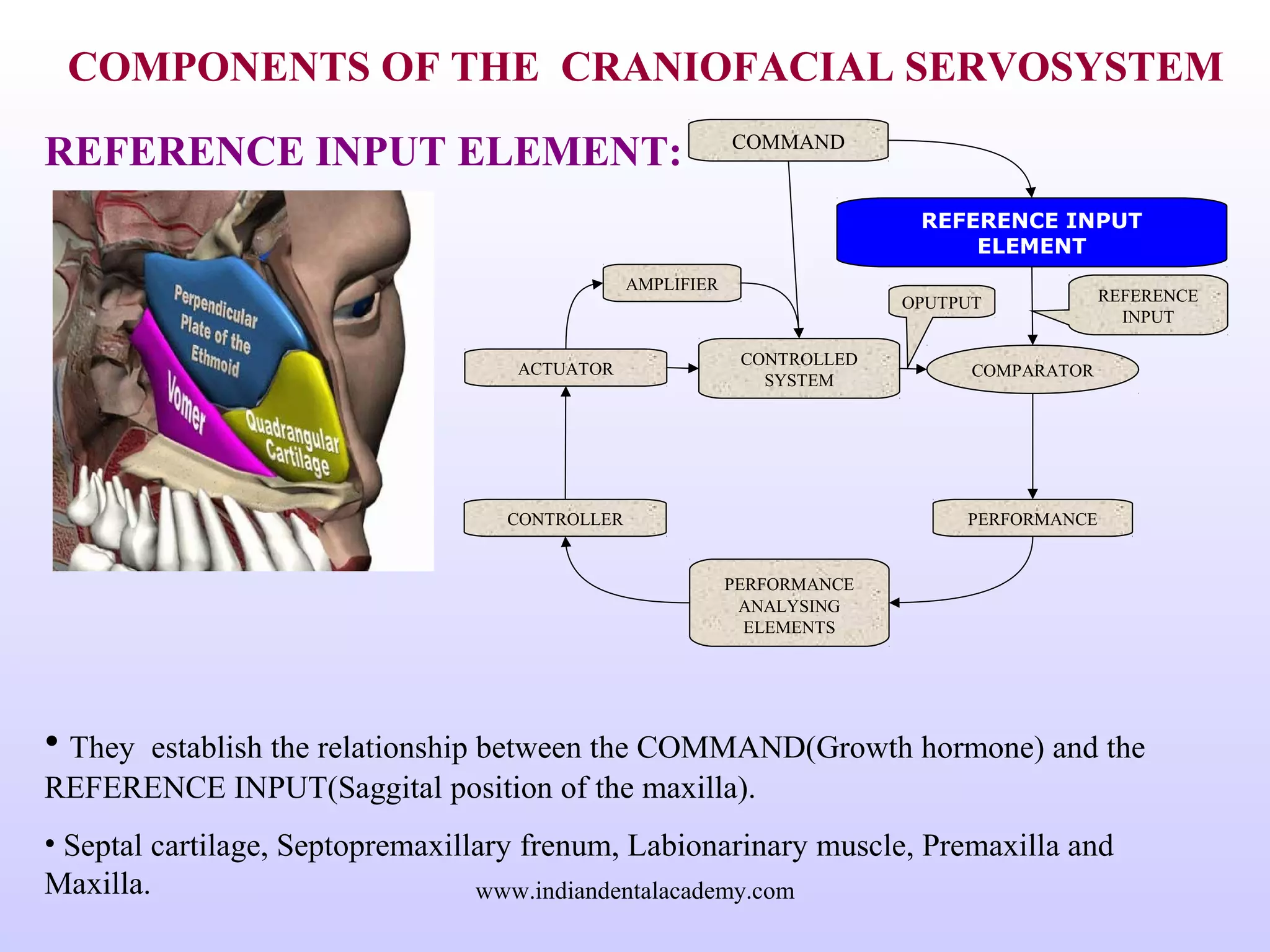 COMPONENTS OF THE CRANIOFACIAL SERVOSYSTEM
REFERENCE INPUT ELEMENT:
• They establish the relationship between the COMMAND(Growth hormone) and the
REFERENCE INPUT(Saggital position of the maxilla).
• Septal cartilage, Septopremaxillary frenum, Labionarinary muscle, Premaxilla and
Maxilla.
REFERENCE INPUT
ELEMENT
COMPARATOR
COMMAND
PERFORMANCE
ANALYSING
ELEMENTS
CONTROLLED
SYSTEM
CONTROLLER
ACTUATOR
PERFORMANCE
AMPLIFIER
REFERENCE
INPUT
OPUTPUT
www.indiandentalacademy.com
 
