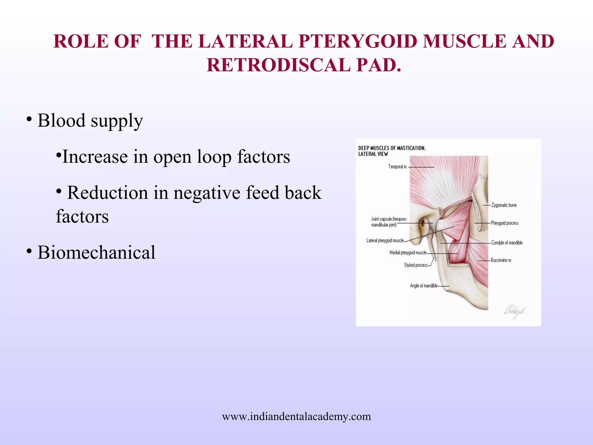 ROLE OF THE LATERAL PTERYGOID MUSCLE AND
RETRODISCAL PAD.
• Blood supply
•Increase in open loop factors
• Reduction in negative feed back
factors
• Biomechanical
www.indiandentalacademy.com
 