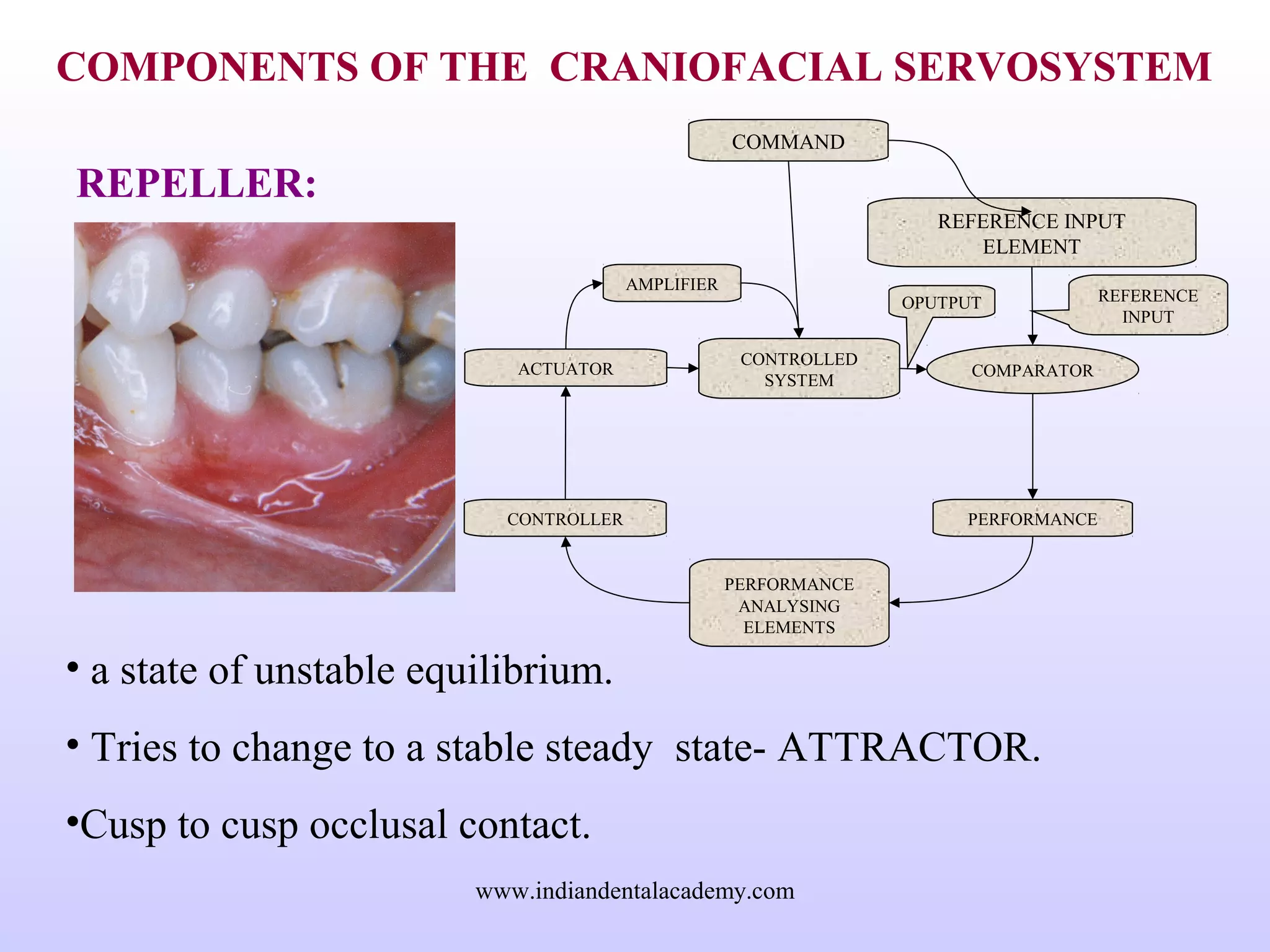 COMPONENTS OF THE CRANIOFACIAL SERVOSYSTEM
REPELLER:
• a state of unstable equilibrium.
• Tries to change to a stable steady state- ATTRACTOR.
•Cusp to cusp occlusal contact.
REFERENCE INPUT
ELEMENT
COMPARATOR
COMMAND
PERFORMANCE
ANALYSING
ELEMENTS
CONTROLLED
SYSTEM
CONTROLLER
ACTUATOR
PERFORMANCE
AMPLIFIER
REFERENCE
INPUT
OPUTPUT
www.indiandentalacademy.com
 