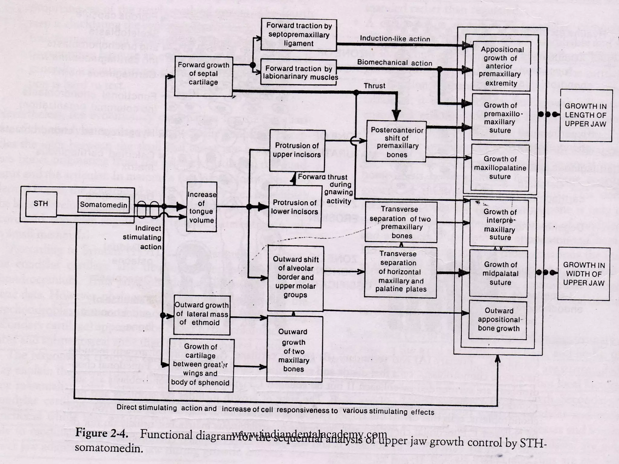 CYBERNETIC ORGANISATION OF MAXILLARY
GROWTH.
www.indiandentalacademy.com
 