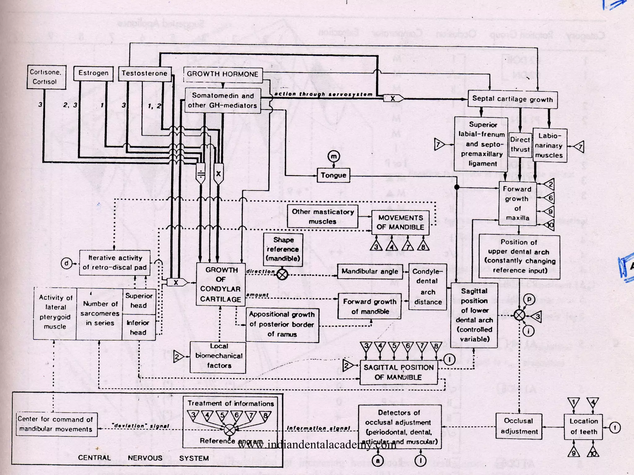 CYBERNETIC ORGANISATION OF MANDIBULAR
GROWTH.
www.indiandentalacademy.com
 